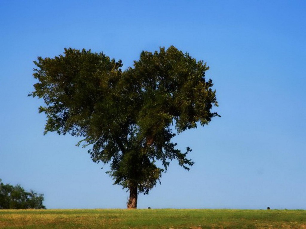 heart tree